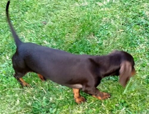 Bassotta scomparsa da Acquaviva di Nerola. La famiglia teme possa esser stata presa da qualcuno