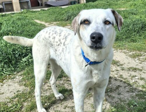 Blues dalla Sicilia, può raggiungere il tuo cuore