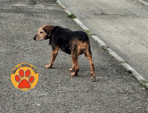 Rieti, segnalato in strada il Segugio in foto