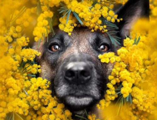 Alberello di mimosa cercasi per il Rifugio Amici di Fiocco