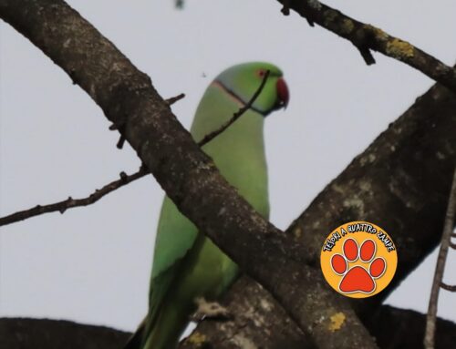 Pappagallino verde segnalato nel quartiere Micioccoli: chi lo ha smarrito?
