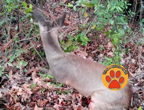 Soccorso Capriolo gravemente ferito tra Moricone e Montelibretti