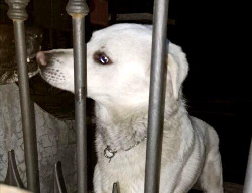 Cane davanti cancello privato, chi lo ha perso?