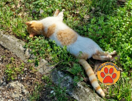 Gatto mortø investito sulla Terminillese