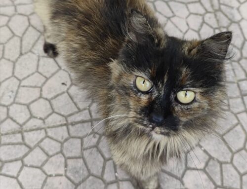 Gatta tartarugata vorrebbe abbandonare la vita di strada