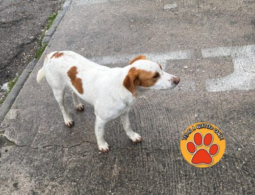 Cane vagante a Quattro Strade: chi lo ha smarrito?
