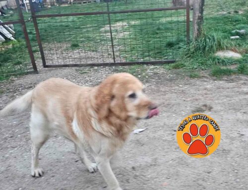 Visto vagare in via Porcara, di chi è? Vive in zona o è smarrito?