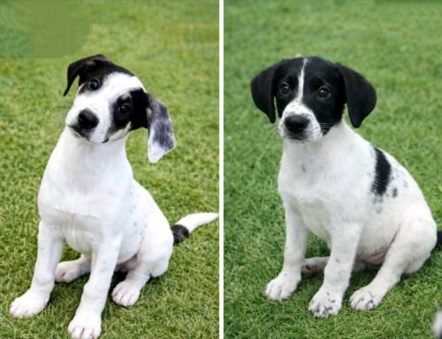 Conosciamo Biscotto e Pongo