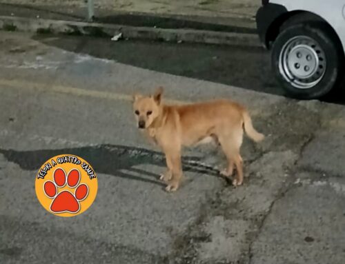 Cagnolino in strada zona Borgo zona patronato CGIL Rieti. È a rischio investimento