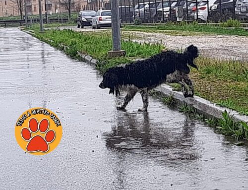 Cane sotto la pioggia al Foro Boario, chi lo ha smarrito?