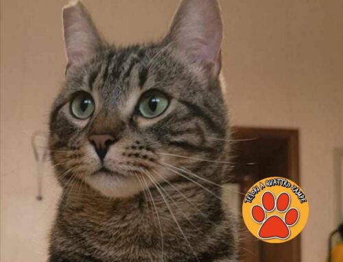 Anyo si è smarrito da piazza San Rufo a Rieti