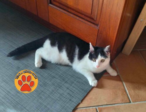 La gattina Juve cerca adozione