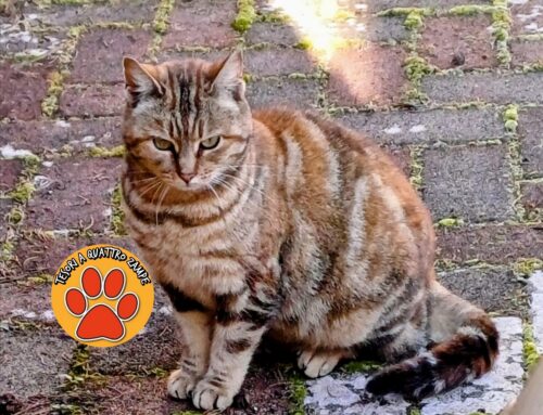 Adozione cercasi per questa splendida gatta. Dove si trova adesso rischia la vita