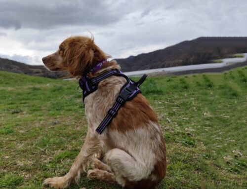 Bella non sta bene: ha problemi ai reni e alle anche. Aperte le donazioni libere per coprire le spese