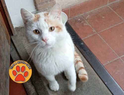 Gatto bianco – arancio comparso in un giardino privato di Montasola: si cercano i familiari
