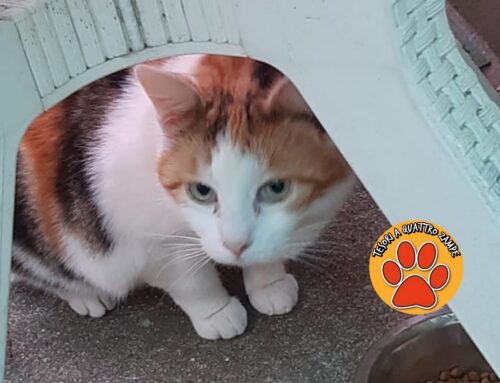 Gatta prossima al parto ha bisogno di uno stallo