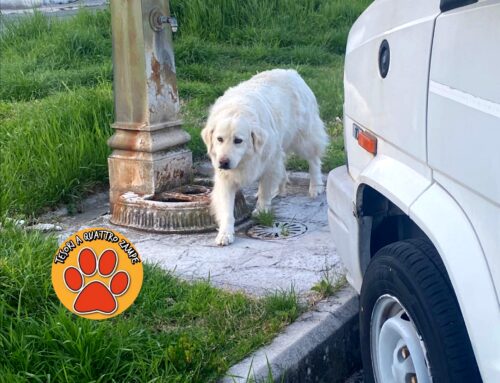 Cagnolona in strada zona Vazia, chi l’ha smarrita?