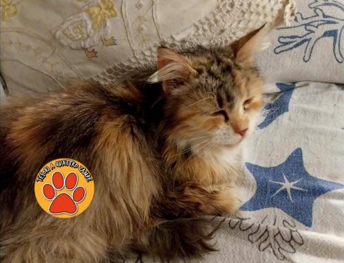 È in ripresa la gatta soccorsa in viale Fassini a Rieti (Lazio)