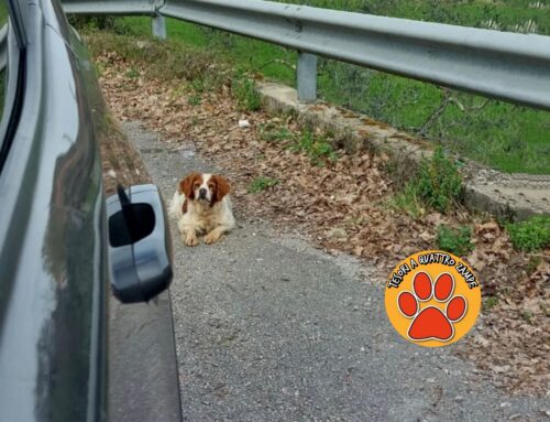 Tornato a casa il cane segnalato in strada tra Configni e Lugnano