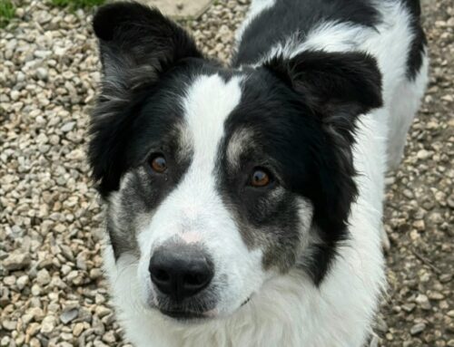 Aurelio cerca casa! È un Pastore Australiano mix Border Collie
