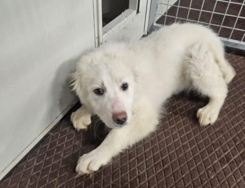 Cucciolo bianco ospite del Canile di Rieti: arriva da Cittaducale