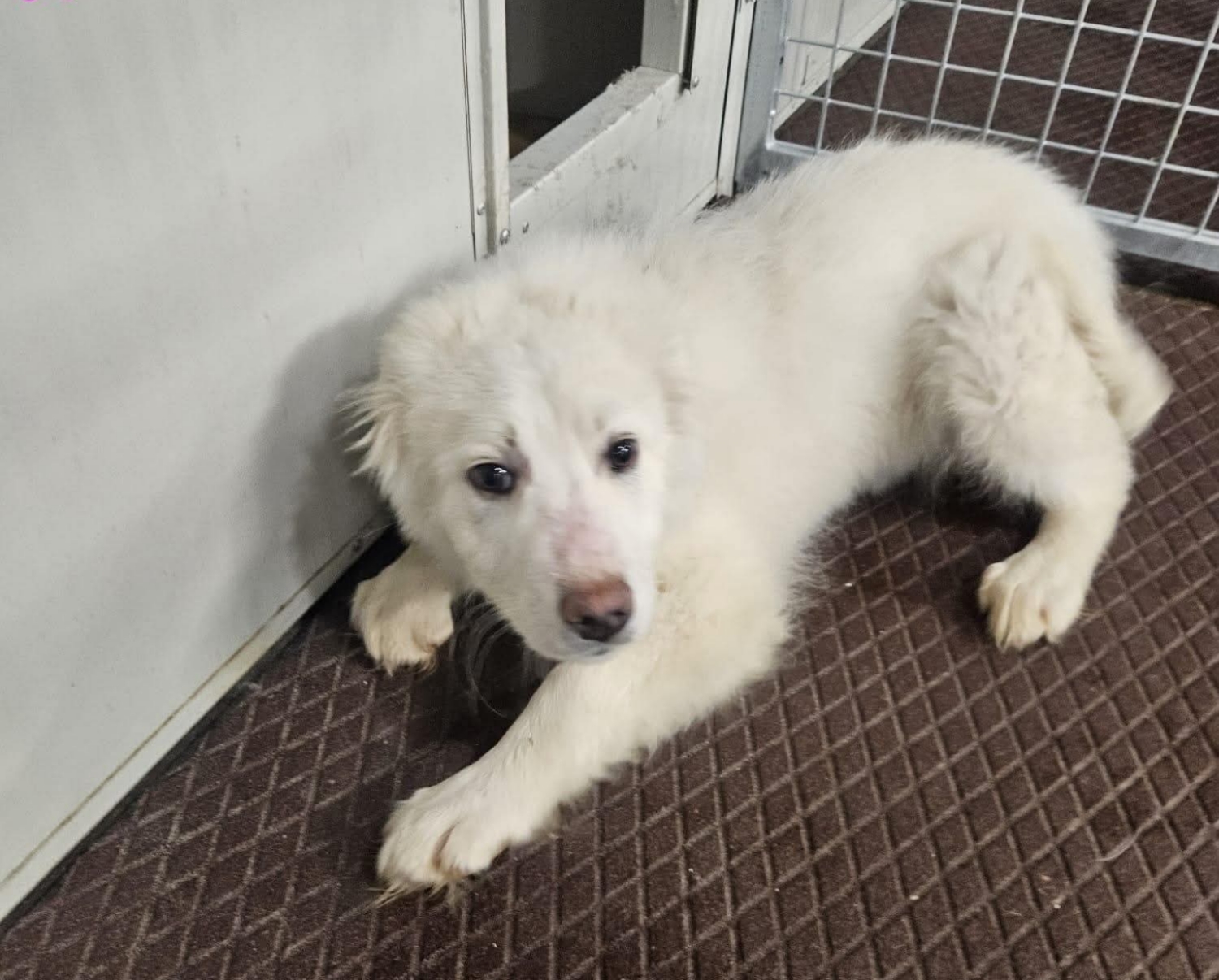 Polish_20260323_145804922