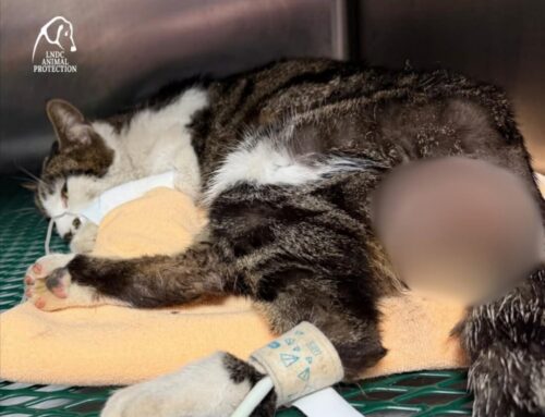 Gatta viølentata a Tor Tre Teste (Roma). LNDC: “Chiediamo aiuto ai cittadini per identificare il responsabile”