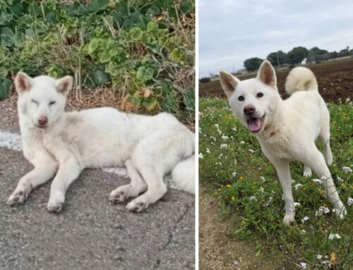 Tania, trovata con plastica e stoffa nello stomaco. Dalla Sicilia spera in un’adozione. Guarda come è diventata bella