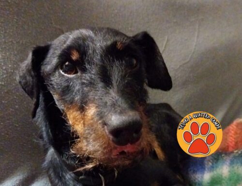 Bibi è vivo! Il cane in fin di vita per colpa delle Processionarie ha perso un pezzo di lingua