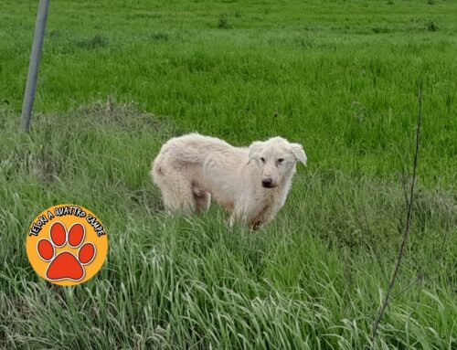 Serve aiuto. Cane con piaghe e rogna segnalato zona Casa Cantoniera – bivio Collevecchio