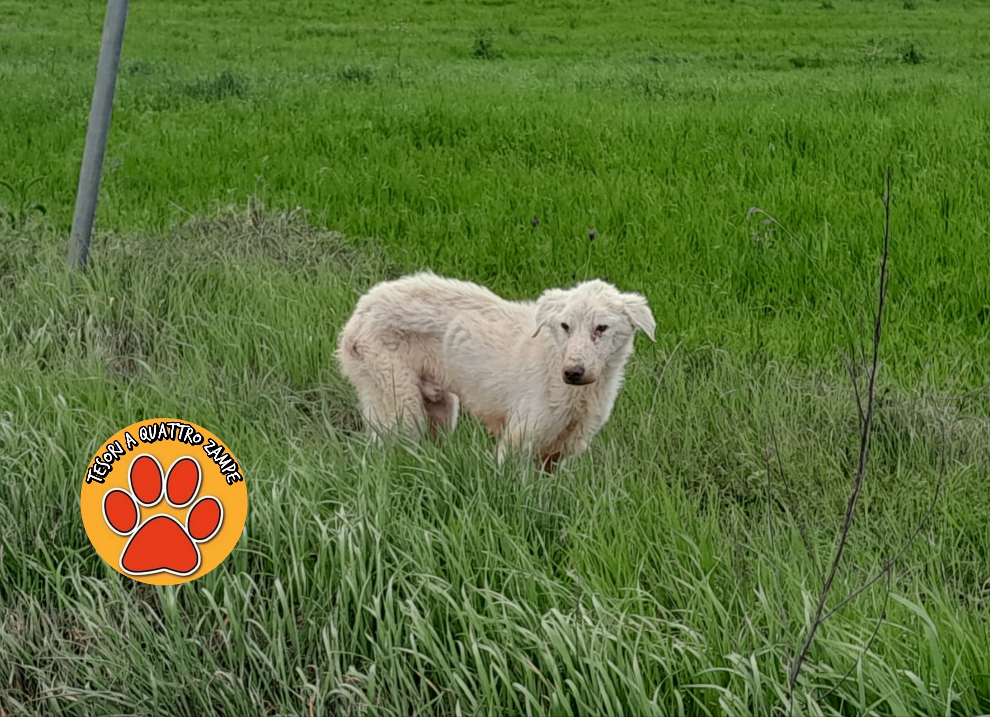 Polish_20260327_141846812