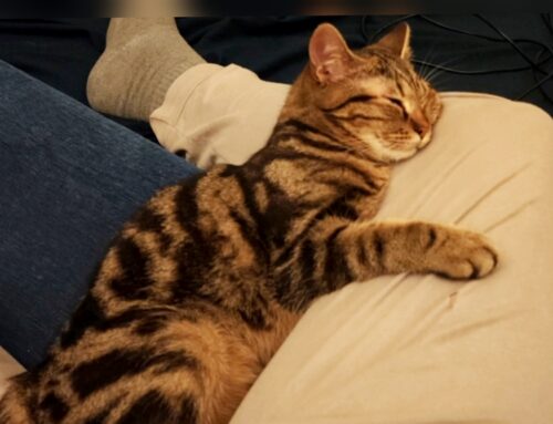 Gatto smarrito zona Borgo Sant’Antonio a Rieti (Lazio)