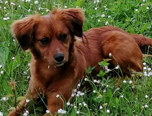 Richiesta di aiuto da San Giovanni Reatino (Rieti – Lazio)