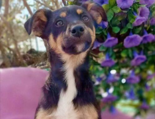 Biagio, musetto da dolce impunito: cerca adozione