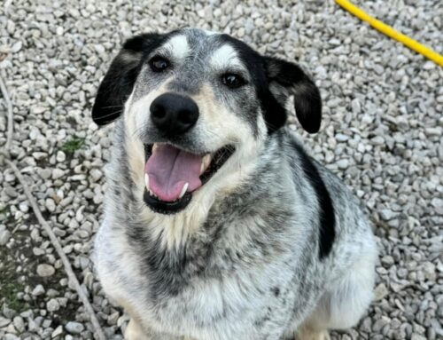 Mila da Teramo, una tenerezza di 20 chili che sogna una famiglia