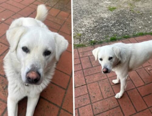 Smarrito Charlie da Piani Poggio Fidoni