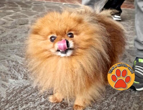 Volpino di Pomerania in strada a Vazia