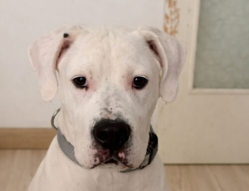 Ares da Vasto cerca casa