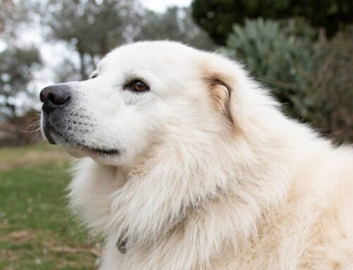 Smarrito Yoda zona Toffia. Cane Maremmano di 8 anni