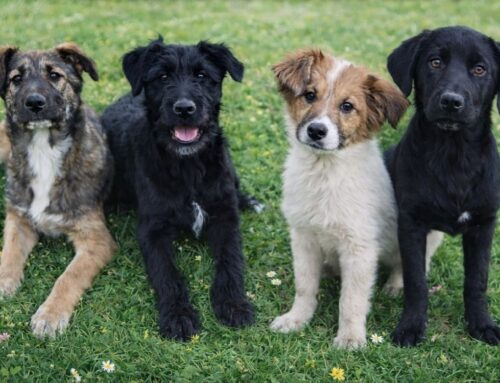 Quattro cucciolotte cercano casa