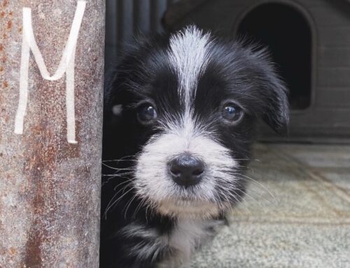 Cucciolata bellissima cerca amore e famiglie. 