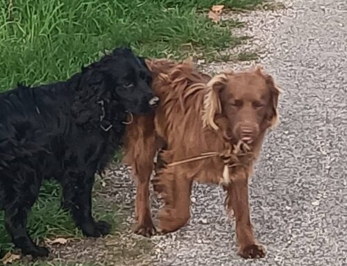 Visti girare per Poggio Moiano, chi li ha persi?