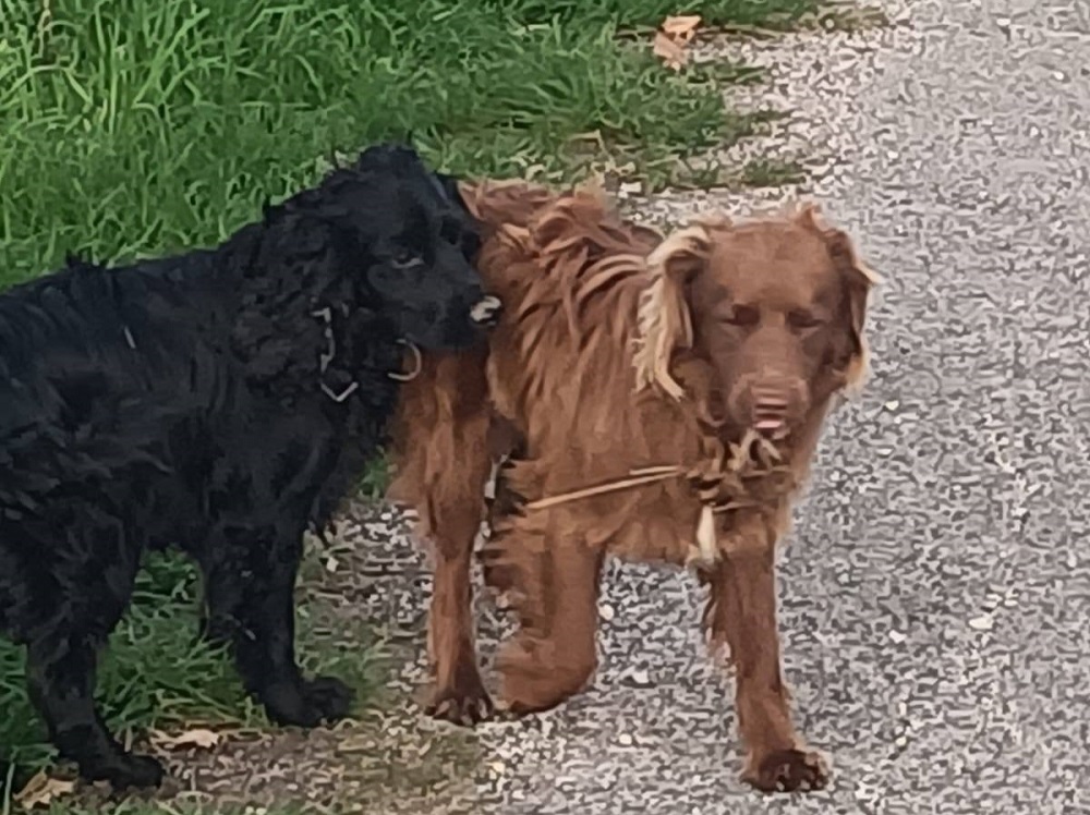 cane_cani_poggio_moiano_maria_laura_sciarpelletti