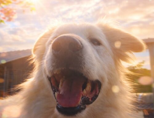 Fermi tutti: sta arrivando una nuova Primavera e noi ancora qui ad aspettare una adozione