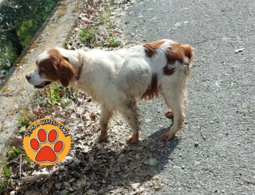 Cane in strada tra Configni e Lugnola