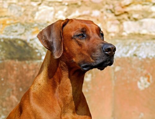 Contigliano, trovato cane legato e senza iscrizione all’Anagrafe Canina: donna sanzionata di 1.100 euro