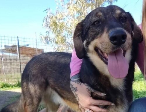 Il bellissimo Jhonny è alla ricerca dell’amore di una famiglia