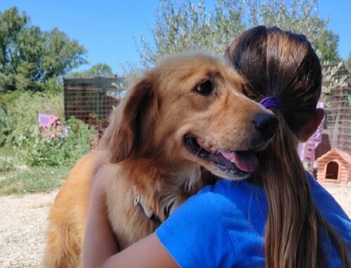 Mia è una splendida simil Golden Retriever, ma in versione decisamente pocket: cerca adozione