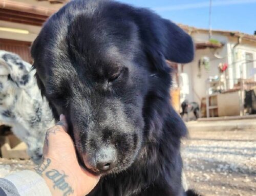 Nerina è la splendida cagnolina taglia media ospite de L’Oasi di Brenda in cerca di adozione