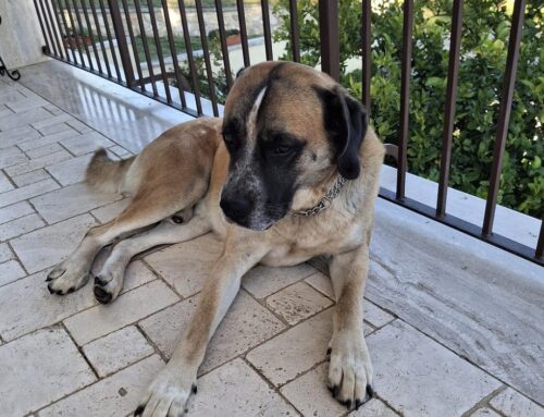 Nico ha quasi 4 anni e cerca casa. Si trova a Capena